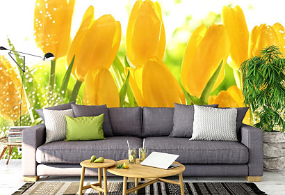 Fototapeta Žlté tulipány 1543